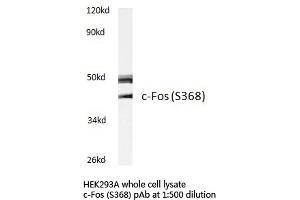 Western blot (WB) analysis of c-Fos antibody in extracts from HEK293A cells. (c-FOS 抗体)