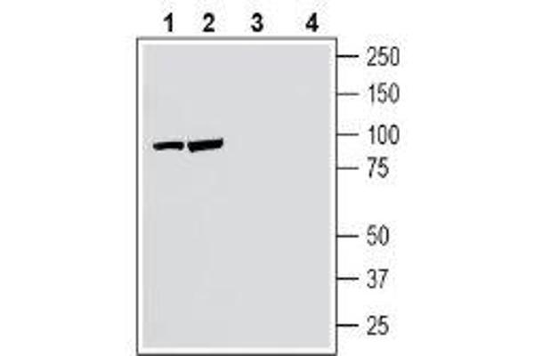 NPTXR 抗体  (C-Term, Extracellular)