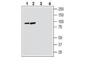 Western blot analysis of human SH-SY5Y neuroblastoma cell line lysate (lanes 1 and 3) and human Jurkat T-cell leukemia cell line lysate (lanes 2 and 4): - 1-2. (NPTXR 抗体  (C-Term, Extracellular))
