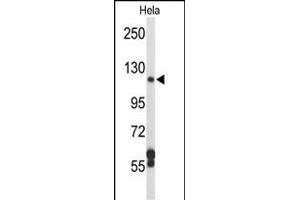 Western blot analysis of D Antibody (N-term) (ABIN652210 and ABIN2840792) in Hela cell line lysates (35 μg/lane). (DPP8 抗体  (N-Term))