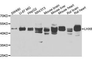 Western blot analysis of extracts of various cell lines, using LHX6 antibody (ABIN4904228) at 1:1000 dilution. (LHX6 抗体)