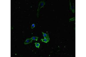 Immunofluorescence (IF) image for anti-RNA polymerase-associated protein RTF1 homolog (RTF1) (AA 620-670) antibody (ABIN7168303)