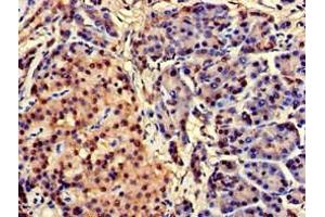 Immunohistochemistry of paraffin-embedded human pancreatic tissue using ABIN7147076 at dilution of 1:100 (CEBPA 抗体  (AA 1-124))