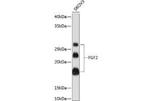 Western blot analysis of extracts of SKOV3 cells, using FGF2 Rabbit mAb (ABIN7267184) at 1:1000 dilution. (FGF2 抗体)