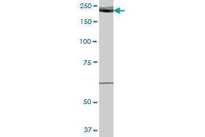 WHSC1L1 MaxPab polyclonal antibody. (WHSC1L1 抗体  (AA 1-645))