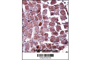 RGS9 Antibody immunohistochemistry analysis in formalin fixed and paraffin embedded human skeletal muscle followed by peroxidase conjugation of the secondary antibody and DAB staining. (RGS 抗体  (N-Term))