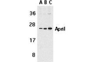 Western blot analysis of APRIL expression in Jurkat cells with AP30075PU-N APRIL antibody at 1 μg/ml (A), 2 μg/ml (B), and 4 μg/ml (C). (TNFSF13 抗体  (Extracellular Domain))