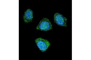 Confocal immunofluorescent analysis of PDE3B Antibody (Center) (ABIN655957 and ABIN2845343) with 293 cell followed by Alexa Fluor 488-conjugated goat anti-rabbit lgG (green). (PDE3B 抗体  (AA 400-427))