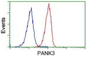 Image no. 4 for anti-Pantothenate Kinase 3 (PANK3) antibody (ABIN1500028) (PANK3 抗体)