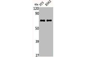 Western Blot analysis of NIH-3T3 K562 cells using CTPS Polyclonal Antibody (CTP Synthase 抗体  (N-Term))