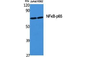 Western Blot (WB) analysis of specific cells using NFkappaB-p65 Polyclonal Antibody. (NF-kB p65 抗体  (Thr71))