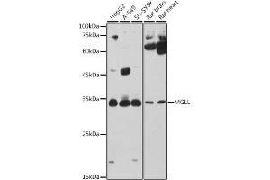 Western blot analysis of extracts of various cell lines, using MGLL antibody (ABIN6128306, ABIN6143823, ABIN6143824 and ABIN6222352) at 1:1000 dilution. (MGLL 抗体  (AA 1-303))
