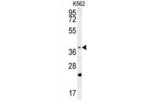 Western Blotting (WB) image for anti-F-Box and WD Repeat Domain Containing 12 (FBXW12) antibody (ABIN2995589) (FBXW12 抗体)