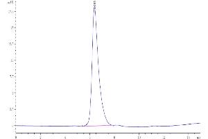 The purity of Human SEZ6 is greater than 95 % as determined by SEC-HPLC.