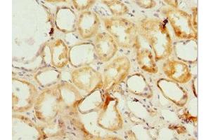 Immunohistochemistry of paraffin-embedded human kidney tissue using ABIN7164936 at dilution of 1:100 (PSMF1 抗体  (AA 1-271))