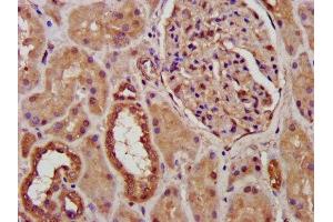IHC image of ABIN7164816 diluted at 1:300 and staining in paraffin-embedded human kidney tissue performed on a Leica BondTM system. (PCCB 抗体  (AA 200-314))