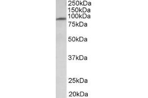 ABIN987283 (1µg/ml) staining of Human Heart lysate (35µg protein in RIPA buffer).