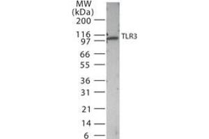 Image no. 1 for anti-Toll-Like Receptor 3 (TLR3) (AA 135-150) antibody (ABIN208623) (TLR3 抗体  (AA 135-150))