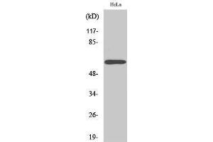 Western Blotting (WB) image for anti-Rabaptin, RAB GTPase Binding Effector Protein 2 (RABEP2) (Internal Region) antibody (ABIN3177089) (RABEP2 抗体  (Internal Region))