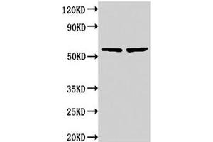 Western Blot Positive WB detected in: 293 whole cell lysate, 293T whole cell lysate All lanes: NOP58 antibody at 3. (NOP58 抗体  (AA 1-529))