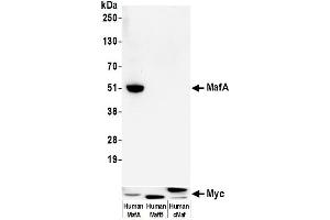 Western Blotting (WB) image for anti-Transcription Factor MafA (MAFA) (AA 125-175) antibody (ABIN7449538)
