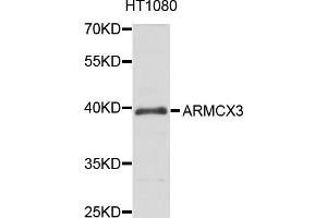 Western blot analysis of extract of HT1080 cells, using ARMCX3 antibody. (ARMCX3 抗体)