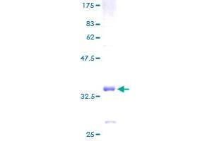 GNG3 Protein (AA 1-75) (GST tag)