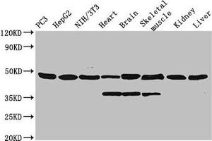 Western Blot Positive WB detected in: PC-3 whole cell lysate, HepG2 whole cell lysate, NIH/3T3 whole cell lysate, Rat heart tissue, Rat brain tissue, Rat skeletal muscle tissue, Mouse kidney tissue, Mouse liver tissue All lanes: Eno1 antibody, HRP conjugated at 0. (ENO1 抗体  (AA 2-433) (HRP))