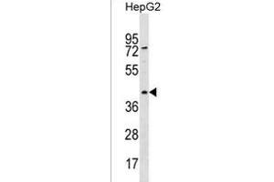 RBMXL1 Antibody (Center) (ABIN1538153 and ABIN2850416) western blot analysis in HepG2 cell line lysates (35 μg/lane). (RBMXL1 抗体  (AA 237-263))