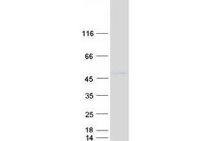 DNA (Cytosine-5-)-Methyltransferase 3 Like (TRDMT1) (Transcript Variant 2) protein (Myc-DYKDDDDK Tag)