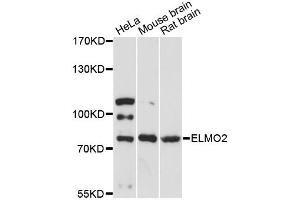 Western blot analysis of extracts of various cell lines, using ELMO2 antibody. (ELMO2 抗体)