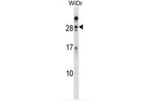 AZU1 Antibody (Center) western blot analysis in WiDr cell line lysates (35ug/lane). (Azurocidin 抗体  (Middle Region))