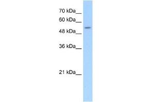 SLC26A8 antibody used at 5 ug/ml to detect target protein. (SLC26A8 抗体  (C-Term))