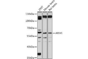 Western blot analysis of extracts of various cell lines, using  antibody (ABIN7265672) at 1:1000 dilution. (ARIH1 抗体  (C-Term))