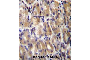 TOR1B Antibody (C-term) (ABIN656958 and ABIN2846143) immunohistochemistry analysis in formalin fixed and paraffin embedded human stomach tissue followed by peroxidase conjugation of the secondary antibody and DAB staining. (TOR1B 抗体  (C-Term))