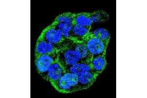 Confocal immunofluorescent analysis of WTIP Antibody (C-term) (ABIN655782 and ABIN2845217) with WiDr cell followed by Alexa Fluor 488-conjugated goat anti-rabbit lgG (green). (WTIP 抗体  (AA 243-271))