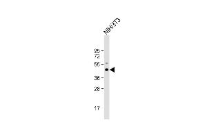 Anti-Mouse Shc1 Antibody (Center) at 1:1000 dilution + NIH/3T3 whole cell lysate Lysates/proteins at 20 μg per lane.