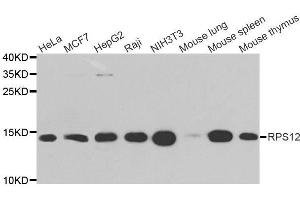 Western blot analysis of extracts of various cell lines, using RPS12 antibody. (RPS12 抗体  (AA 1-132))