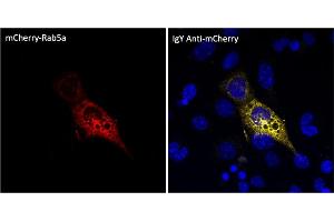Immunofluorescence (IF) image for Chicken anti-Chicken IgY antibody (DyLight 633) (ABIN7273054) (小鸡 anti-小鸡 IgY Antibody (DyLight 633))