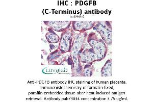 Image no. 2 for anti-Platelet Derived Growth Factor Subunit B (PDGFB) (C-Term) antibody (ABIN1737934) (PDGFB 抗体  (C-Term))