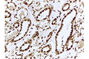 ABIN5539460 (2µg/ml) staining of paraffin embedded Human Kidney. (Interleukin enhancer-binding factor 3 (ILF3) (Internal Region) 抗体)
