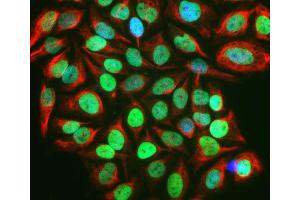 c-Fos staining in HeLa cells treated with 20% FBS for 2 hours following serum– starvation for 36 hours (green) using ABIN1842235, c-Fos localizes in nucleus in the stimulated HeLa cells. (c-FOS 抗体)
