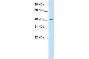 Western Blotting (WB) image for anti-Jun D Proto-Oncogene (JUND) antibody (ABIN2461753) (JunD 抗体)