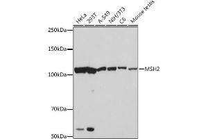 Western blot analysis of extracts of various cell lines, using MSH2 Rabbit mAb (ABIN7268547) at 1:1000 dilution. (MSH2 抗体)