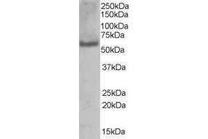 ABIN184855 (1µg/ml) staining of A431 lysate (35µg protein in RIPA buffer). (PUF60 抗体  (C-Term))
