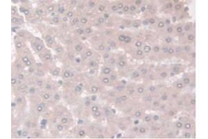 Figure. (Adiponectin Receptor 2 抗体  (AA 1-147))