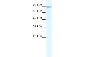 MCM4 antibody used at 2. (MCM4 抗体  (N-Term))