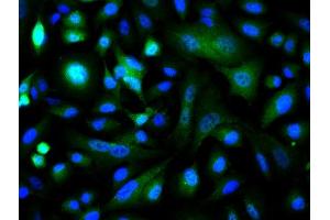 Image provided by One World Lab validation program. (C-JUN 抗体  (AA 31-331))
