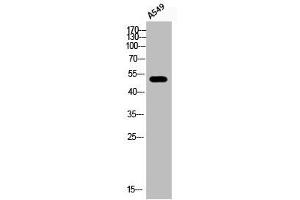 Western Blot analysis of A549 cells using Phospho-ATF-2 (S112) Polyclonal Antibody (ATF2 抗体  (pSer112))