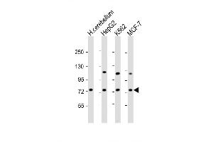 Western Blot at 1:2000 dilution Lane 1: human cerebellum lysate Lane 2: HepG2 whole cell lysate Lane 3: K562 whole cell lysate Lane 4: MCF-7 whole cell lysate Lysates/proteins at 20 ug per lane. (SMPD1 抗体  (C-Term))